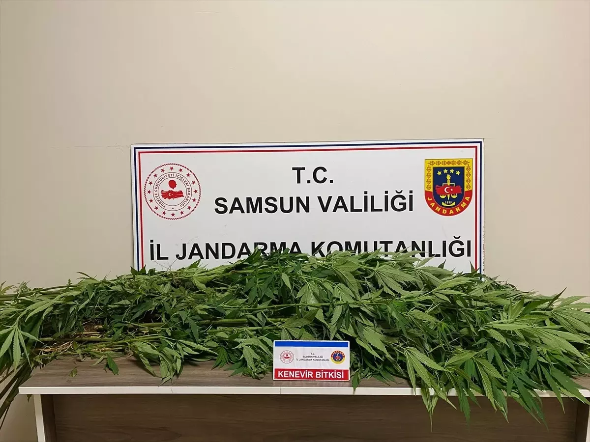 Samsun'da Kenevir Eken Şüpheli Gözaltına Alındı