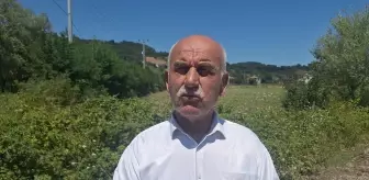 Bafra'da Su Taşkını Tarım Arazilerine Zarar Verdi