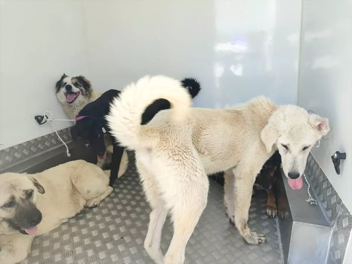 Samsun'da 37 Sahipsiz Köpek Toplandı