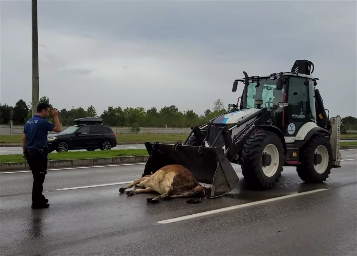 Samsun'da Zincirleme Trafik Kazasında 3 Yaralı ve 1 Büyükbaş Hayvan Telefi