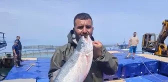 Samsun'da Türk Somonu Hasadı Başladı