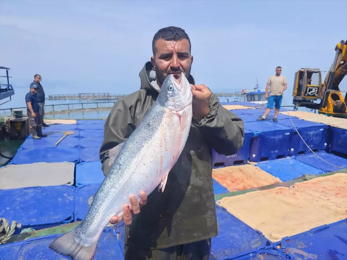 Samsun'da Türk Somonu Hasadı Başladı
