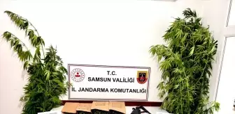 Samsun Ayvacık'ta Uyuşturucu Operasyonu: 1 Gözaltı