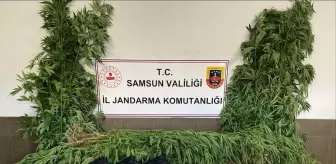 Samsun'da Uyuşturucu Operasyonu: 2 Gözaltı