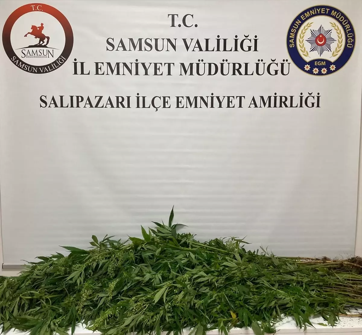 Samsun&apos;da Hint Keneviri Operasyonu: 75 Kök Ele Geçirildi