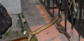 Samsun'da Yakalanan Yılan Doğaya Salındı