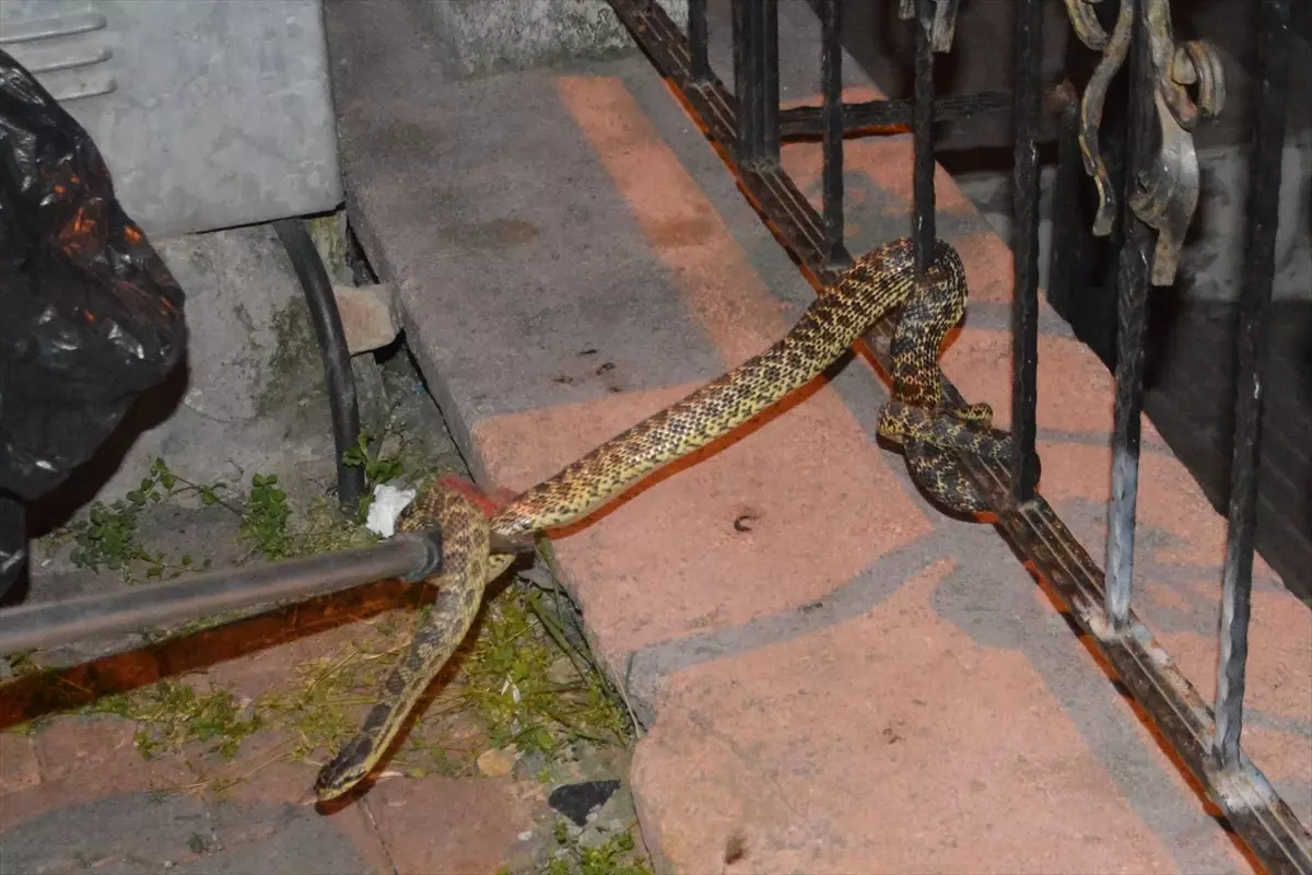 Samsun'da Yakalanan Yılan Doğaya Salındı