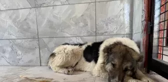 Ceylan Ertem'in Sahiplendiği Köpek Yeni Yuvasına Gidiyor