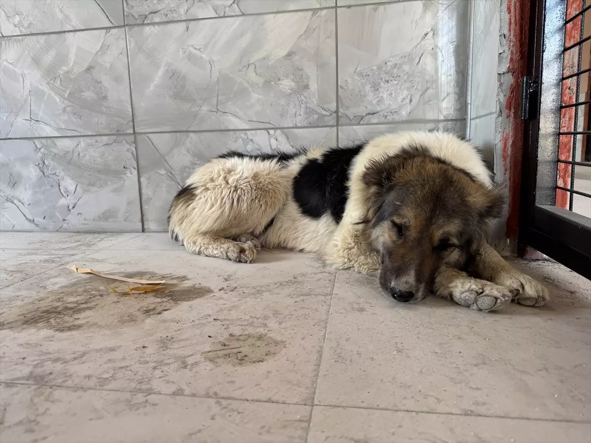 Ceylan Ertem'in Sahiplendiği Köpek Yeni Yuvasına Gidiyor