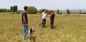 Sandıklı'da Fermalı Av Köpekleri Yarışması Düzenlendi