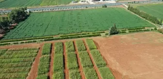 Şanlıurfa'da Sürdürülebilir Tarım İçin Anıza Ekim Yöntemi Yaygınlaştırılıyor