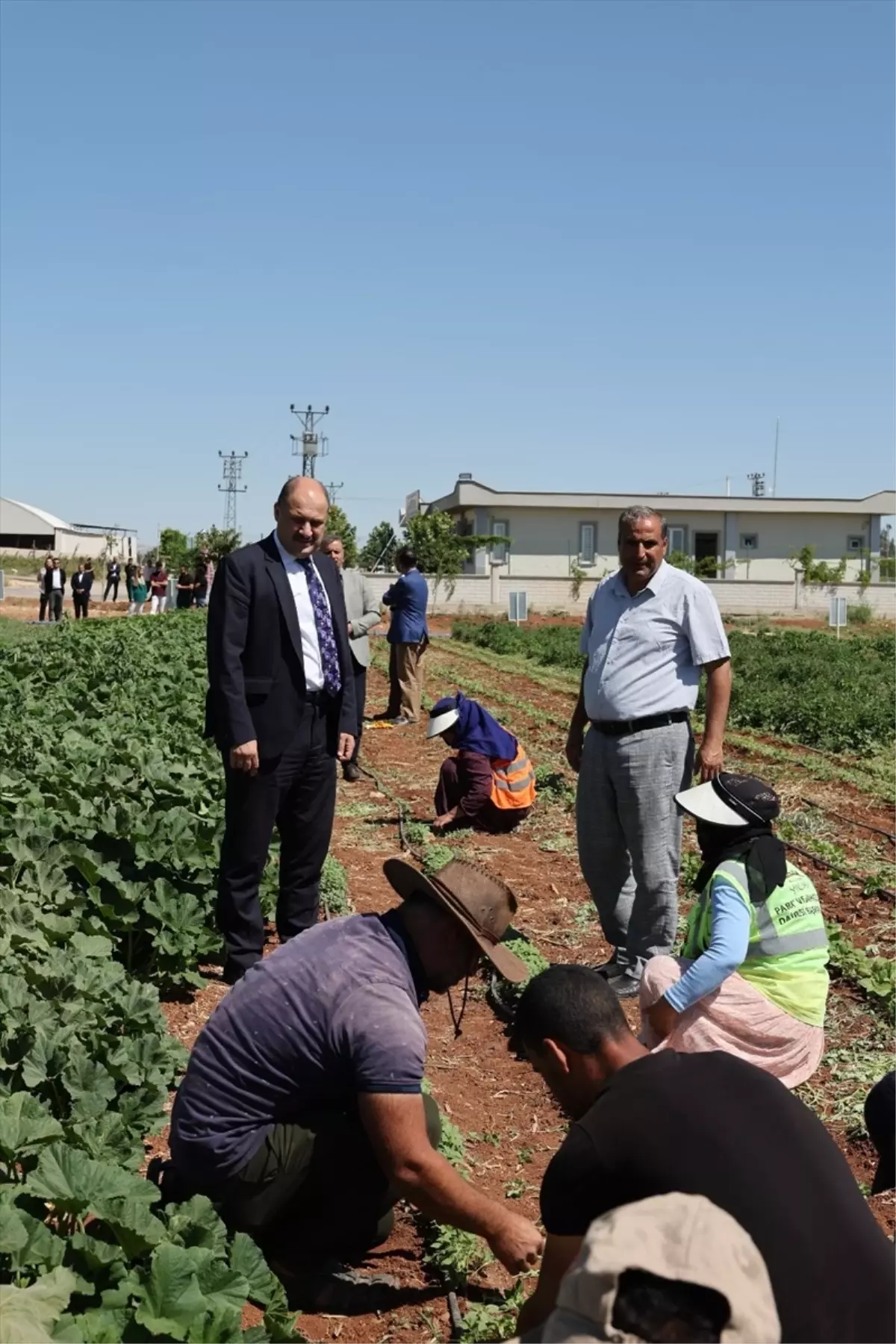 Şanlıurfa'da ata tohumları yeniden üretime kazandırılıyor