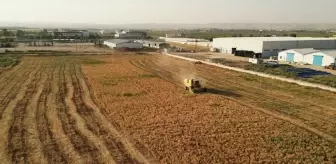 Şanlıurfa'da Nohut Hasadı İhtiyaç Sahiplerine Dağıtılıyor