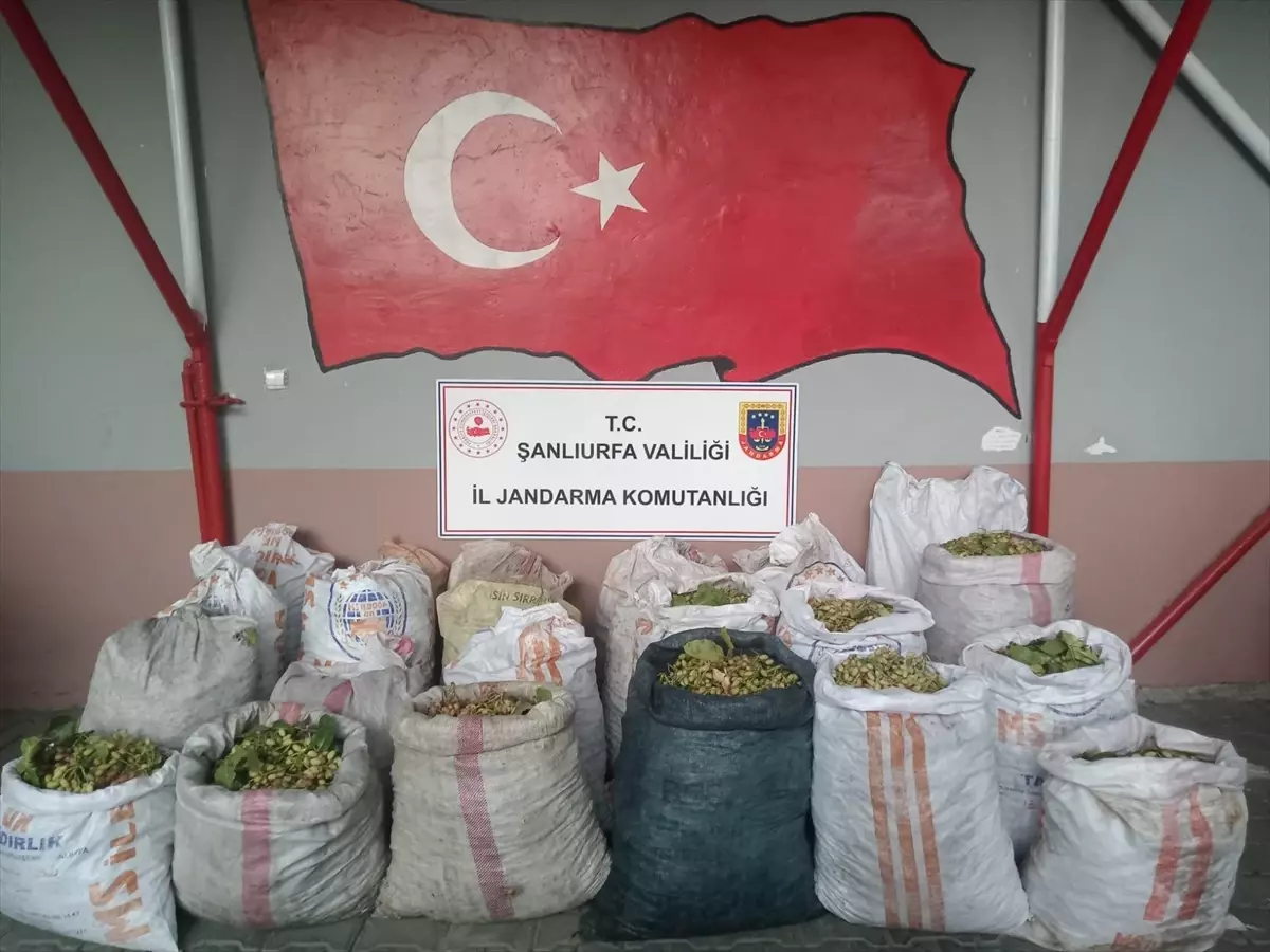 Ceylanpınar'da Antep Fıstığı Hırsızlığına 13 Gözaltı