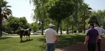 Kurbanlık Boğa Parkta Yakalandı