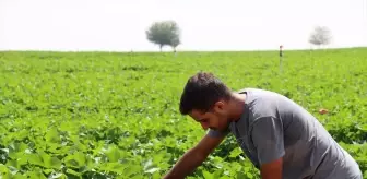 Şanlıurfa'da Sıcak Hava Pamuğu Olumlu Etkiliyor