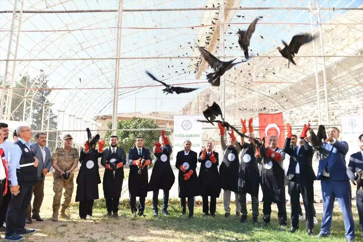 Kelaynakların Doğaya Salınması: 45 Kuş Göç İçin Bırakıldı