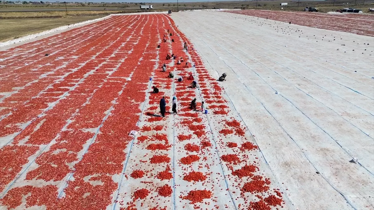 Şanlıurfa&apos;da Kuraklık Domates Üretimini Olumsuz Etkiliyor