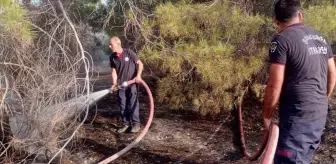 Şanlıurfa'da Otluk Alanda Çıkan Yangın Kontrol Altına Alındı