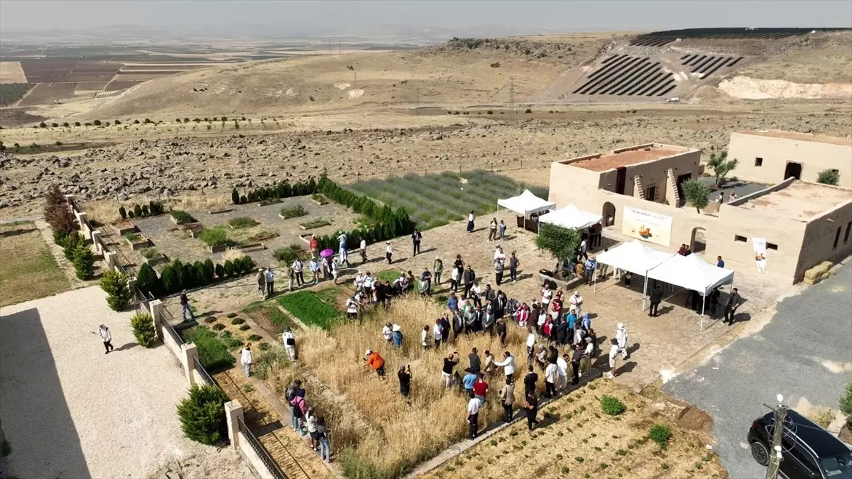 Slow Wheat Şanlıurfa 2025 Etkinliği Başladı