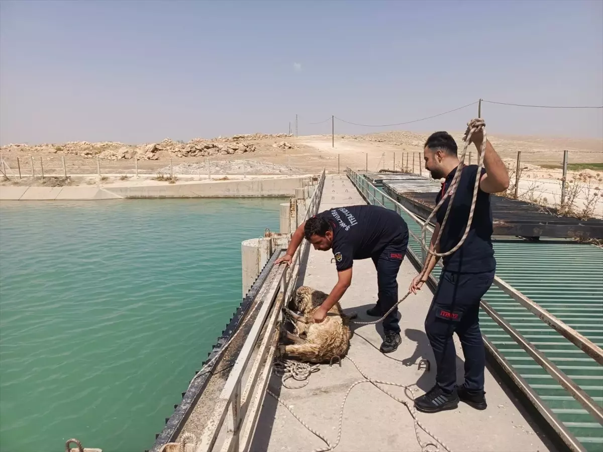 Sulama Kanalında Akıntıya Kapılan Köpek Kurtarıldı