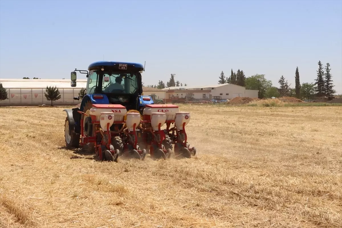 Şanlıurfa'da Doğrudan Anıza Mısır Ekim Projesi Başlatıldı
