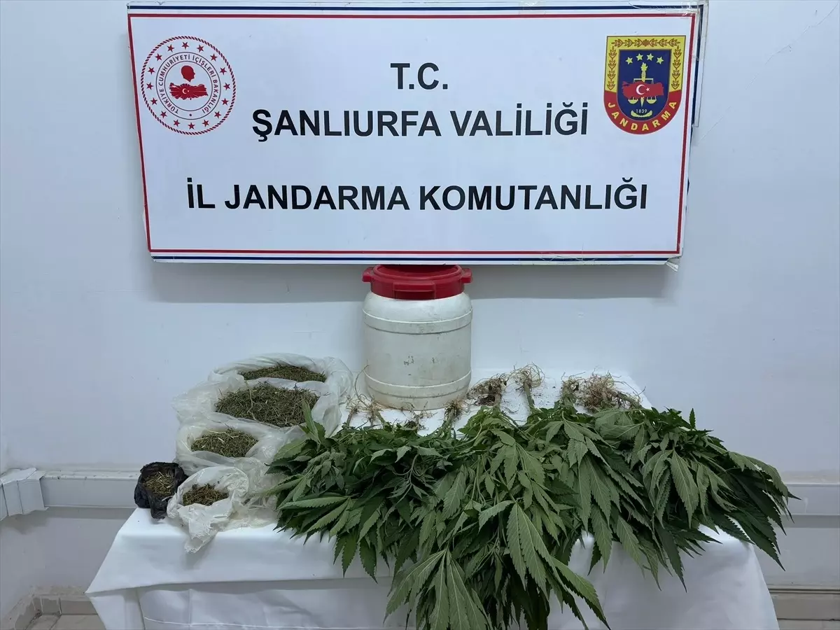 Suruç'ta Uyuşturucu Operasyonunda 1 Gözaltı