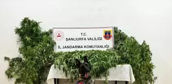 Şanlıurfa'da Uyuşturucu Operasyonu: 12 Gözaltı