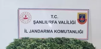 Şanlıurfa'da Uyuşturucu Operasyonu: 2 Gözaltı, 2 Bin 652 Hap Ele Geçirildi