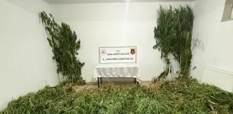 Birecik'te Narkotik Operasyonu: 2.5 Kilo Esrar ve 555 Kök Kenevir Ele Geçirildi
