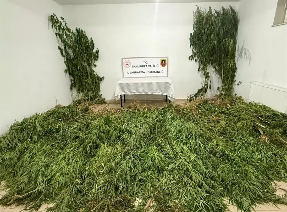 Birecik'te Narkotik Operasyonu: 2.5 Kilo Esrar ve 555 Kök Kenevir Ele Geçirildi