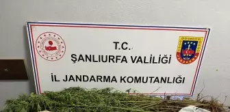 Şanlıurfa'da Uyuşturucu Operasyonunda 8 Gözaltı
