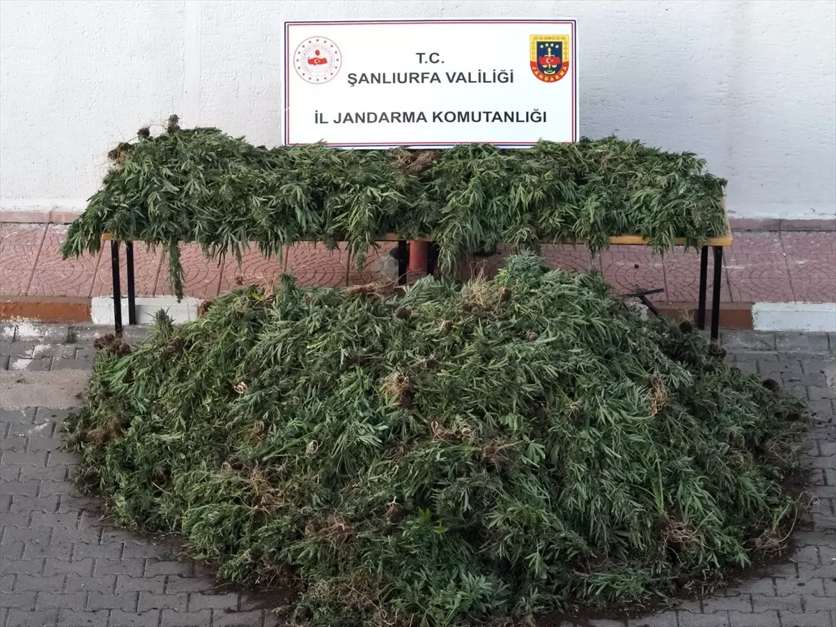 Siverek'te Uyuşturucu Operasyonu: 9 Gözaltı