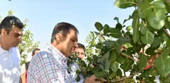 Şanlıurfa Valisi Fıstık Hasadına Katıldı