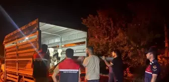 Yozgat'ta Şap Hastalığı Soruşturması: Besiciye 105 Bin Lira Ceza