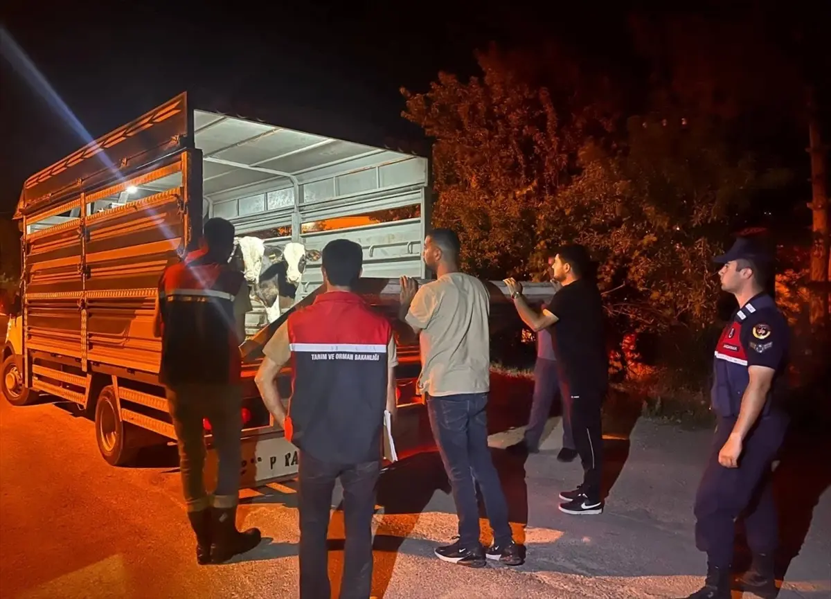 Yozgat'ta Şap Hastalığı Soruşturması: Besiciye 105 Bin Lira Ceza