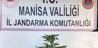 Manisa'da Uyuşturucu Operasyonu: 1 Gözaltı