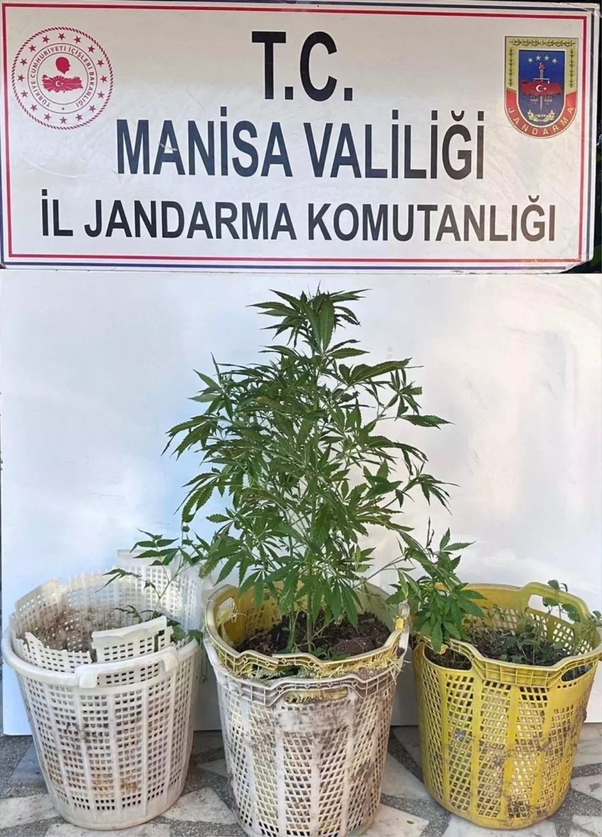 Manisa'da Uyuşturucu Operasyonu: 1 Gözaltı