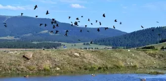 Kars'ın Sarıkamış İlçesi, Yaban Kuşlarına Ev Sahipliği Yapıyor