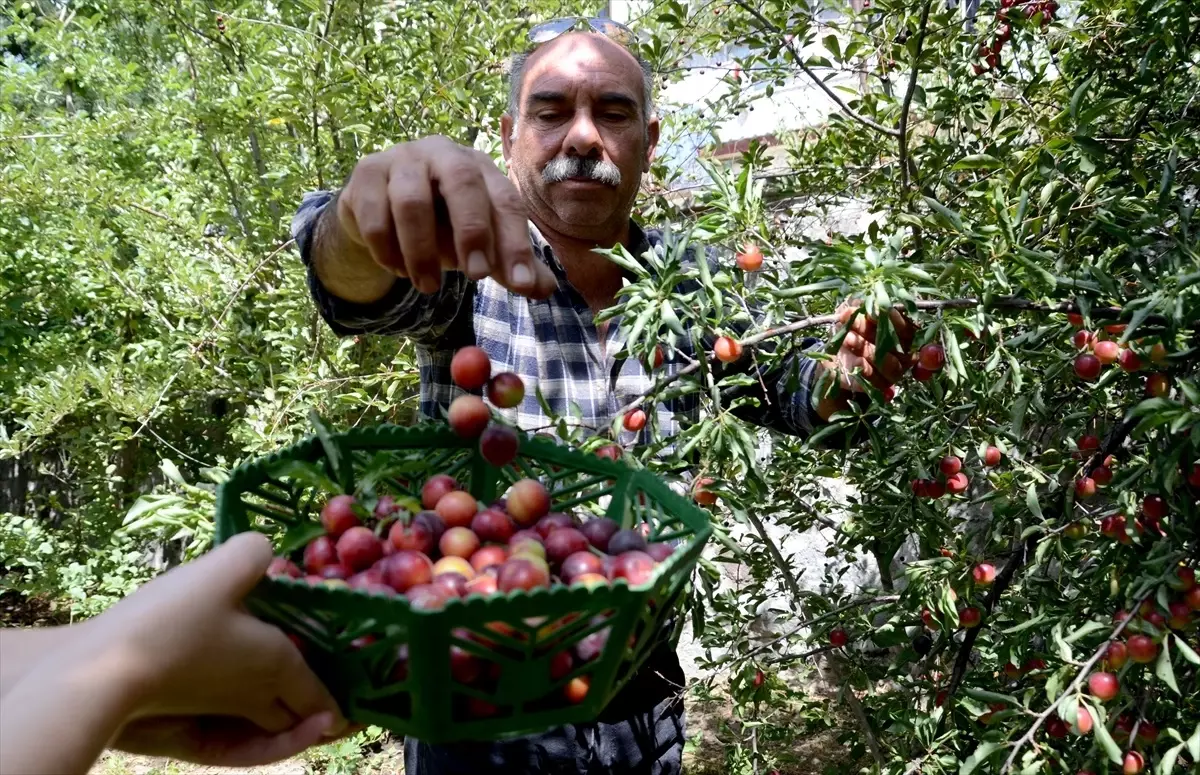 Sarıkamış'ta Sıcak Hava Meyve Ağaçlarını Bereketlendirdi