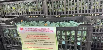 İstanbul'da Çiftçilere 112 Bin Fide Dağıtıldı