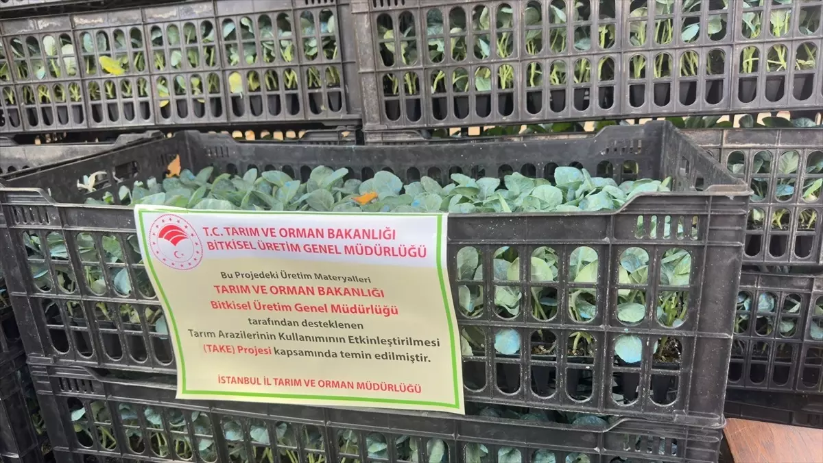 İstanbul'da Çiftçilere 112 Bin Fide Dağıtıldı