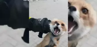 Tilki İtfaiye Ekipleri Tarafından Yakalandı ve Doğaya Salındı