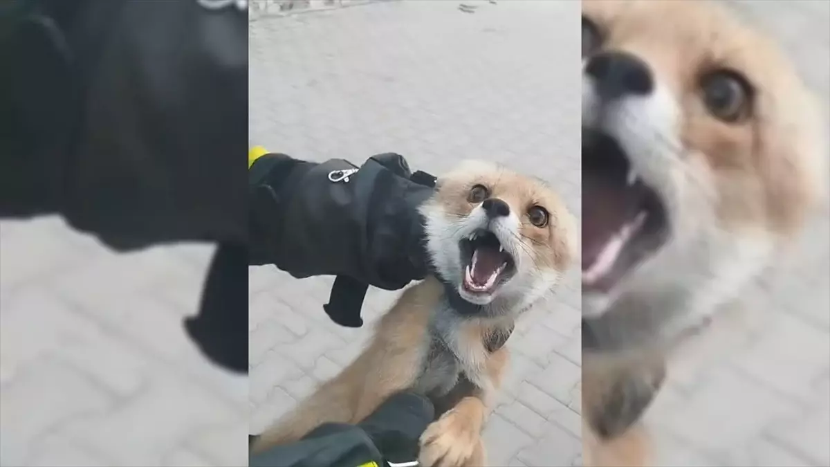 Tilki İtfaiye Ekipleri Tarafından Yakalandı ve Doğaya Salındı