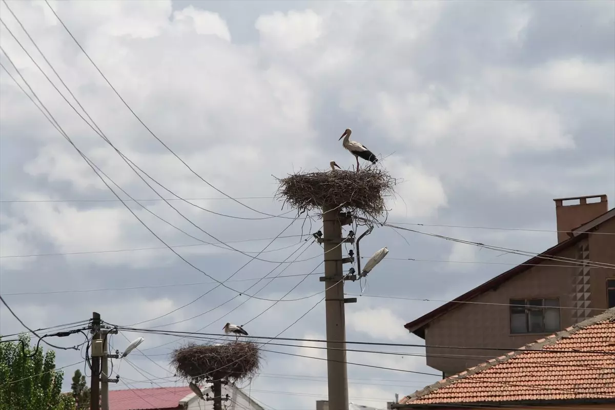 Şarkışla'da Leyleklerin Yuvası Koruma Altında