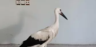 Yaralı Leylek Tedavi Altına Alındı