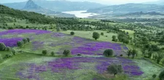Şebinkarahisar’da Mor Çiçekler Çayırları Renklendirdi