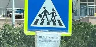 Hayvanseverlerden Sürücülere Uyarı: 'Kedi Çıkabilir'