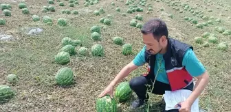 Antalya'da Dolu ve Sağanak Zararları İçin Hasar Tespit Çalışmaları Başlatıldı