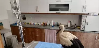 Muğla'da Yaralı Leylek Tedavi Altına Alındı